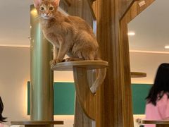 -飞行喵MR PILOT|猫舍·猫咖(静安大融城店)