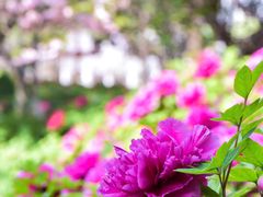 -洛阳市隋唐城遗址植物园