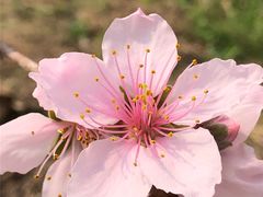 -南汇桃花村