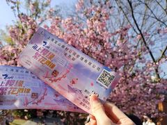 -顾村公园