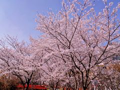 -高东镇樱花园