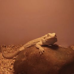 -椿树下·Tattoo纹身工作室