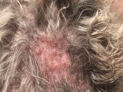 -康乐宝动物医院