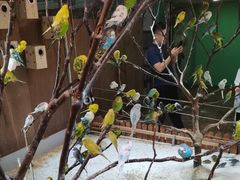 -上海大自然野生昆虫馆(东方明珠·爬宠昆虫探索中心)