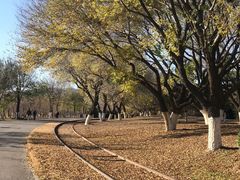 -永定河休闲森林公园