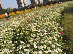 -映月湖中央公园