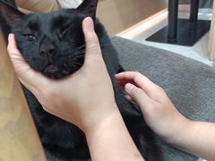 -喵园·猫主题咖啡厅·撸猫·猫咖(国贸店)