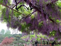 -嘉定紫藤园