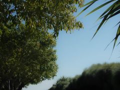 -福田红树林生态公园