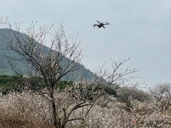 -广州市流溪河国家森林公园