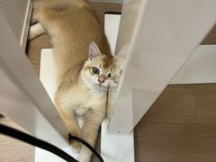 -御宝贝·A梦猫科宠物医院(国际猫友好医院)