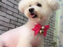 宠物美容-超宠爱宠物摄影-Super pet