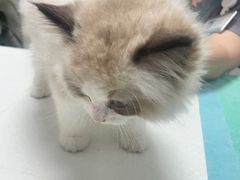 -东莞宠友24H宠物中心医院·转诊夜诊·异宠(新河北路院)