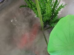 -洞庭家宴·头牌甲鱼(广渠门店)