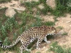 -西霞口神雕山野生动物世界