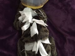 -纳吉亚猫专科动物诊疗中心(蒋宅口分院)