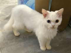 -楼上猫咖(罗湖店)