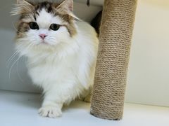 -十月米努特矮脚猫舍