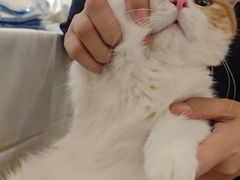 -屋虎猫馆(宝安大仟里店)