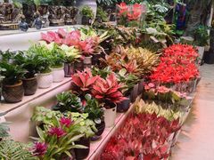 -长春青怡坊鲜花批发(青怡坊花鸟市场店)