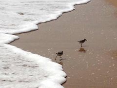 -普陀山风景名胜区-千步大沙