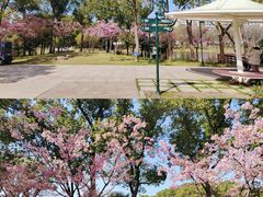 -新江湾城公园