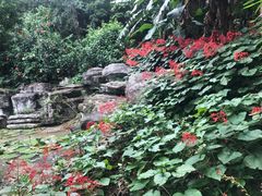 -深圳仙湖植物园