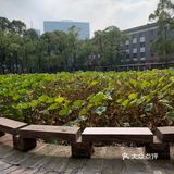 成都旅游|川大晒太阳攻略