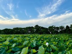 -梁鸿国家湿地公园