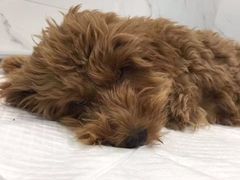 -伟伟宠物医院·CT影像中心·瑞派犬猫综合性门诊(汉口总院)