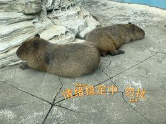 -大连森林动物园