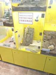 点击看大图 -神奇动物撸宠馆·羊驼·小浣熊·异宠(豫园店)