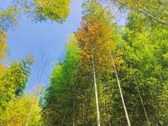 -宁波浙东大竹海景区