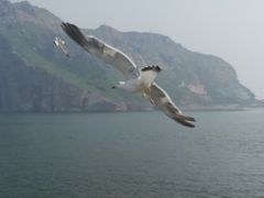 -长岛万鸟岛
