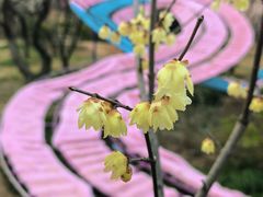 -无锡梅园公园