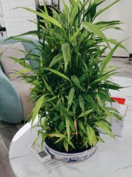 -米娜护肤造型