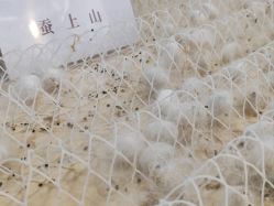 -太湖雪蚕桑文化园