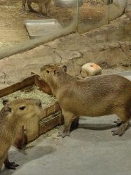 -Zoolung Zoolung动物主题公园(海信广场店)