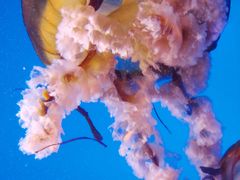 -太平洋海底世界