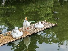-翠湖公园