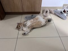 -瑞派康怡24h宠物医院·犬猫医疗中心·微创绝育(瑞景分院)