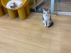 -有喵·猫咖·狗咖·30几只猫10只小狗(岗厦店)