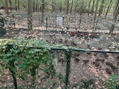 -合肥滨湖国家森林公园