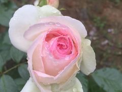 -都江堰玫瑰花溪谷