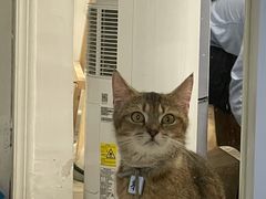-楼上猫咖(罗湖店)