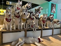 -Husky Go! 哈士奇体验馆·宠物咖啡厅狗咖