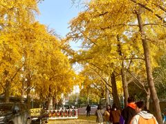 -三里屯东五街银杏大道