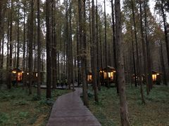 -黄海国家森林公园