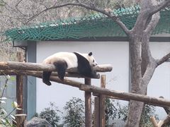 -红山森林动物园
