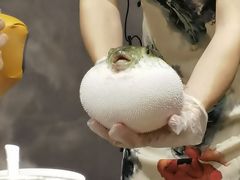-鲐赏河豚(长寿店)